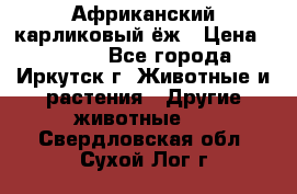 Африканский карликовый ёж › Цена ­ 6 000 - Все города, Иркутск г. Животные и растения » Другие животные   . Свердловская обл.,Сухой Лог г.